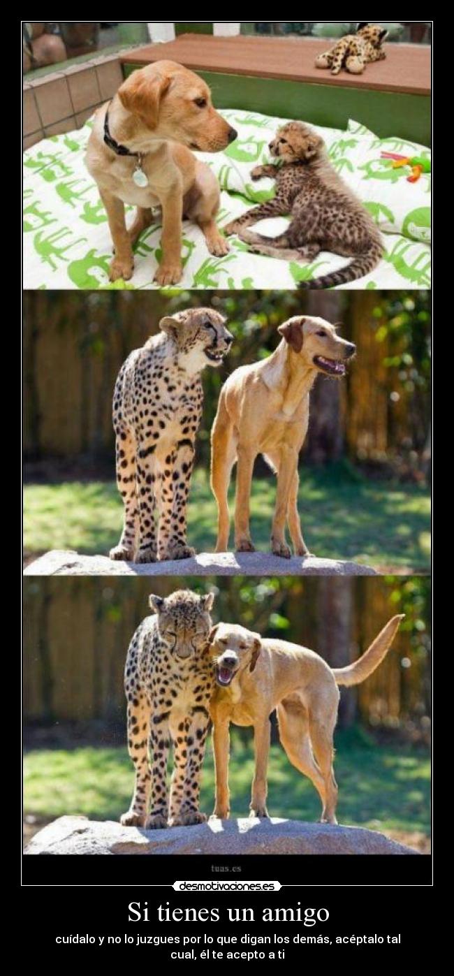 Si tienes un amigo - 