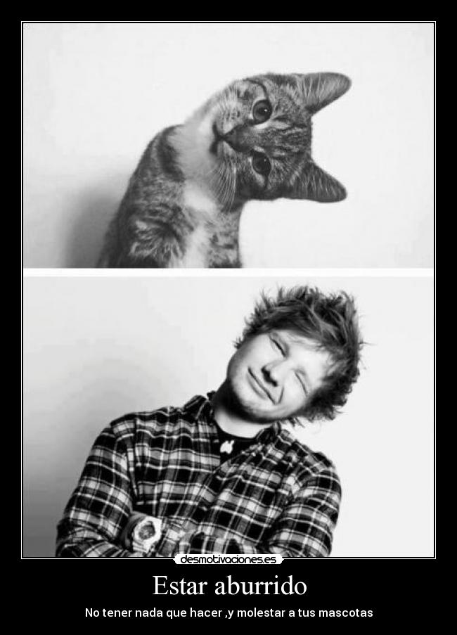 Estar aburrido - No tener nada que hacer ,y molestar a tus mascotas