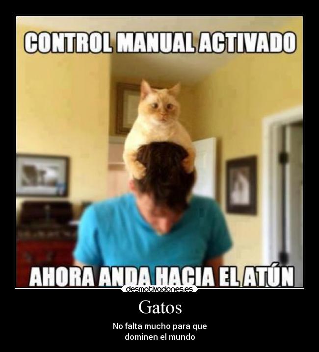 Gatos - No falta mucho para que
dominen el mundo