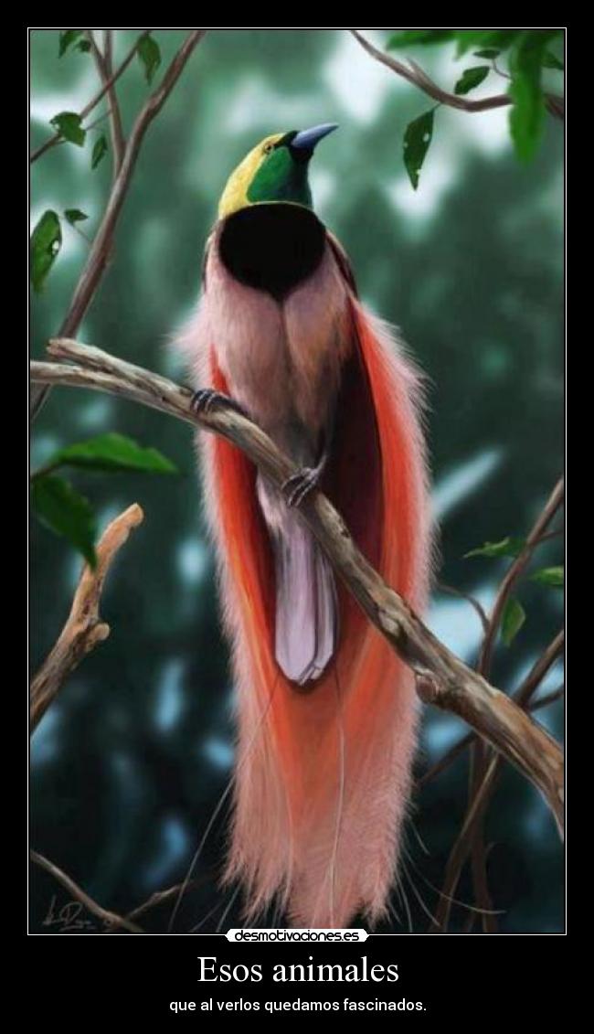 Esos animales - que al verlos quedamos fascinados.