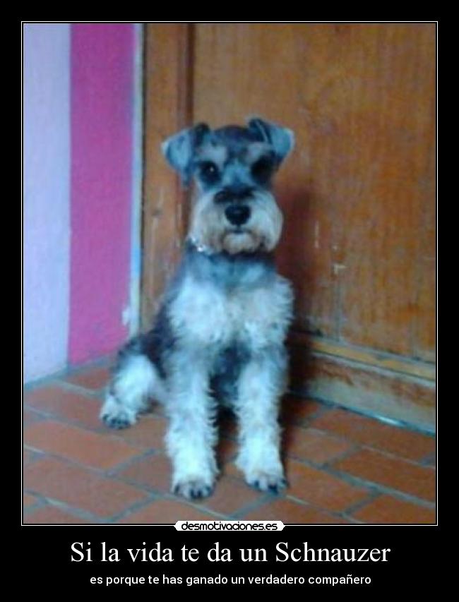 Si la vida te da un Schnauzer - es porque te has ganado un verdadero compañero