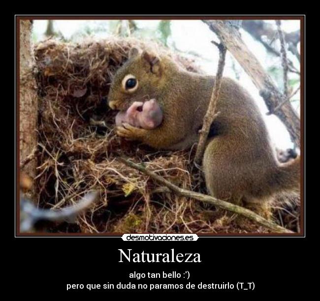 Naturaleza - algo tan bello :)
pero que sin duda no paramos de destruirlo (T_T)