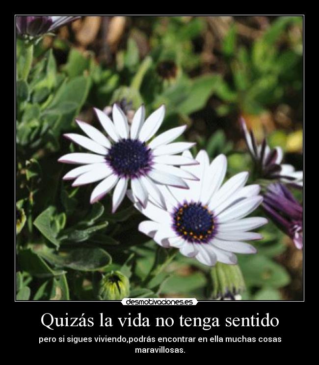 Quizás la vida no tenga sentido - pero si sigues viviendo,podrás encontrar en ella muchas cosas maravillosas.