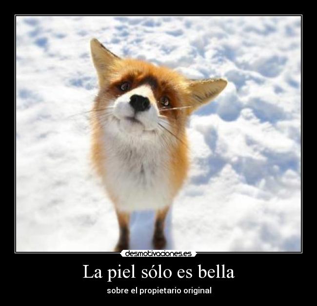 La piel sólo es bella - sobre el propietario original