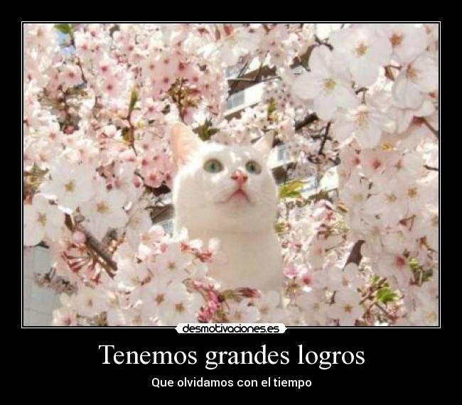 Tenemos grandes logros -