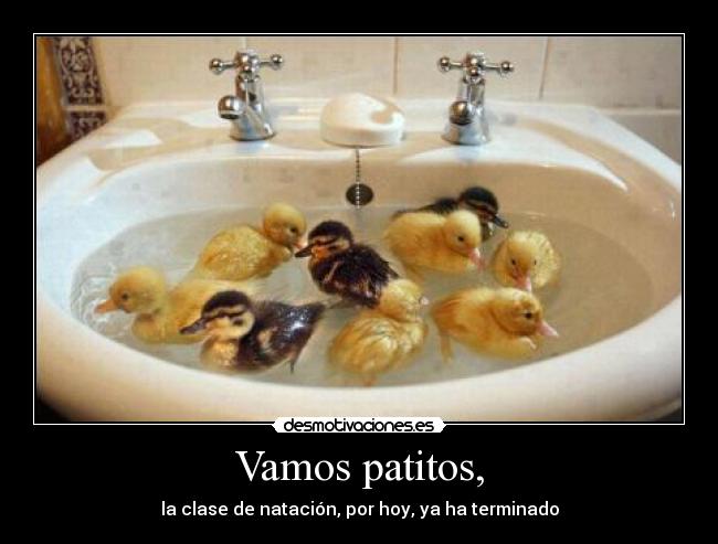 carteles patitos clase natacion desmotivaciones