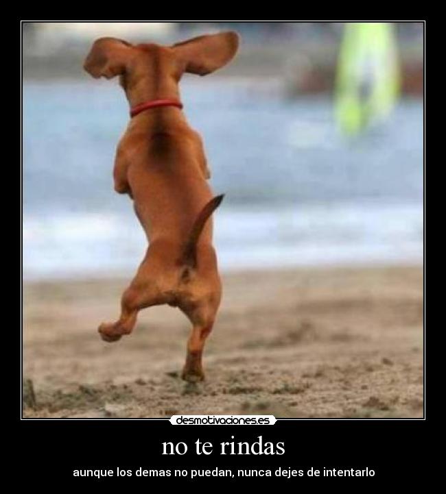 no te rindas - 
