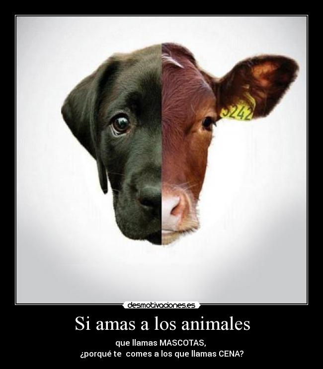 Si amas a los animales -