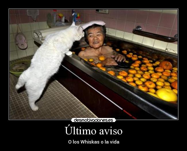 Último aviso - O los Whiskas o la vida