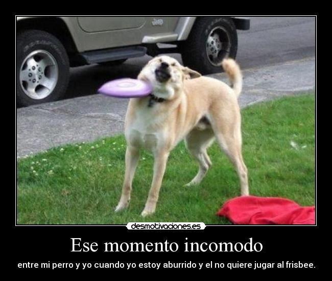 Ese momento incomodo - entre mi perro y yo cuando yo estoy aburrido y el no quiere jugar al frisbee.