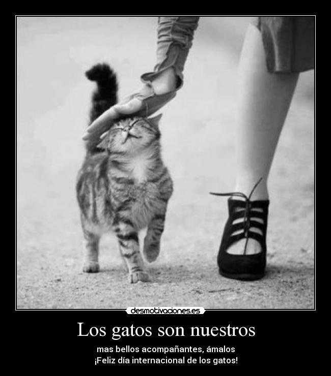 Los gatos son nuestros -