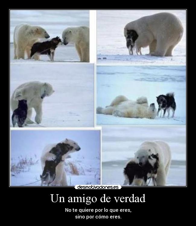 Un amigo de verdad - No te quiere por lo que eres,
sino por cómo eres.