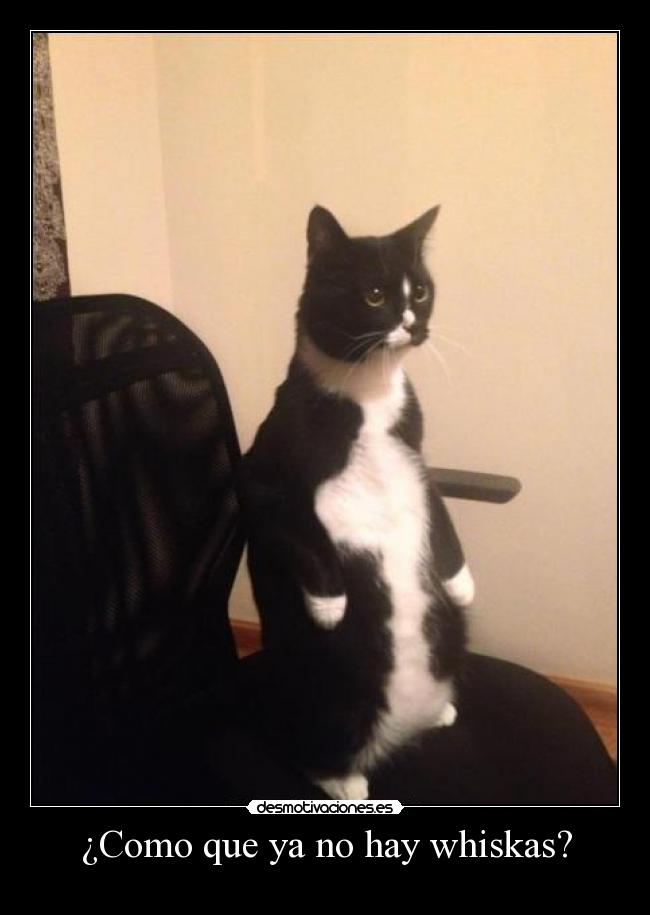 ¿Como que ya no hay whiskas? - 