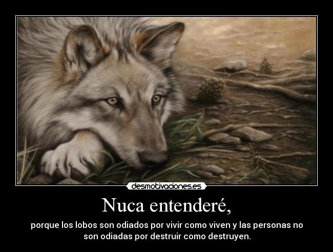 Nuca entenderé, - porque los lobos son odiados por vivir como viven y las personas no
son odiadas por destruir como destruyen.
