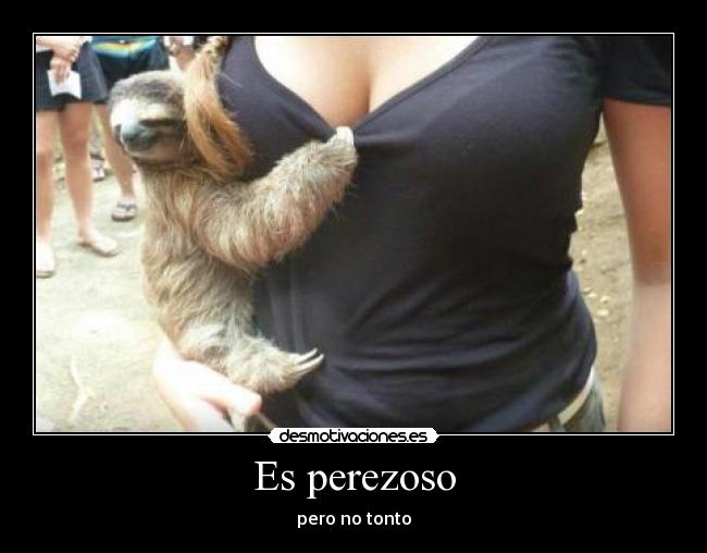 Es perezoso - pero no tonto