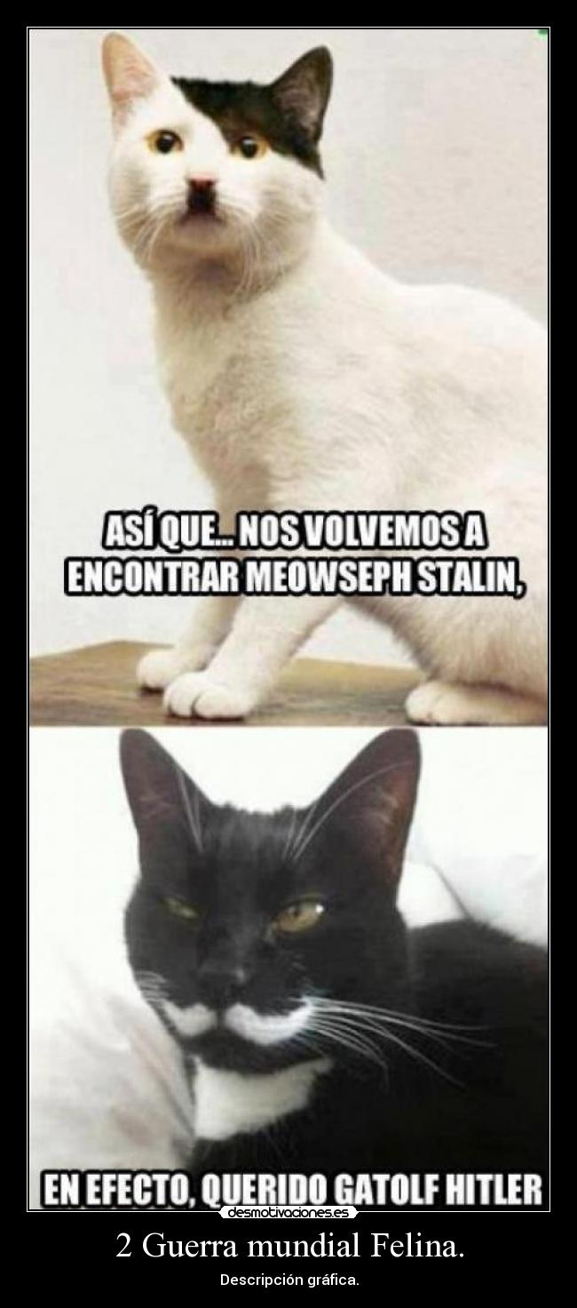 2 Guerra mundial Felina. -