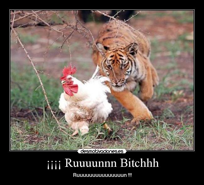 ¡¡¡¡ Ruuuunnn Bitchhh - Ruuuuuuuuuuuuuuun !!!
