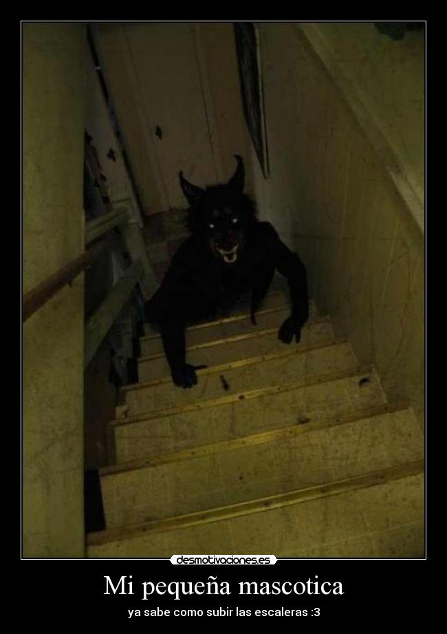 Mi pequeña mascotica - ya sabe como subir las escaleras :3