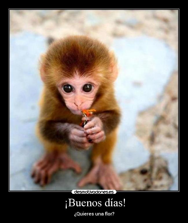 ¡Buenos días! - ¿Quieres una flor?