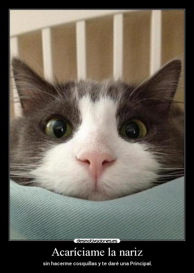 Acaríciame la nariz - 
