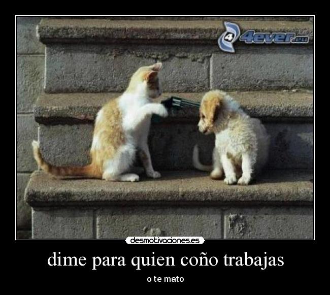 dime para quien coño trabajas - o te mato