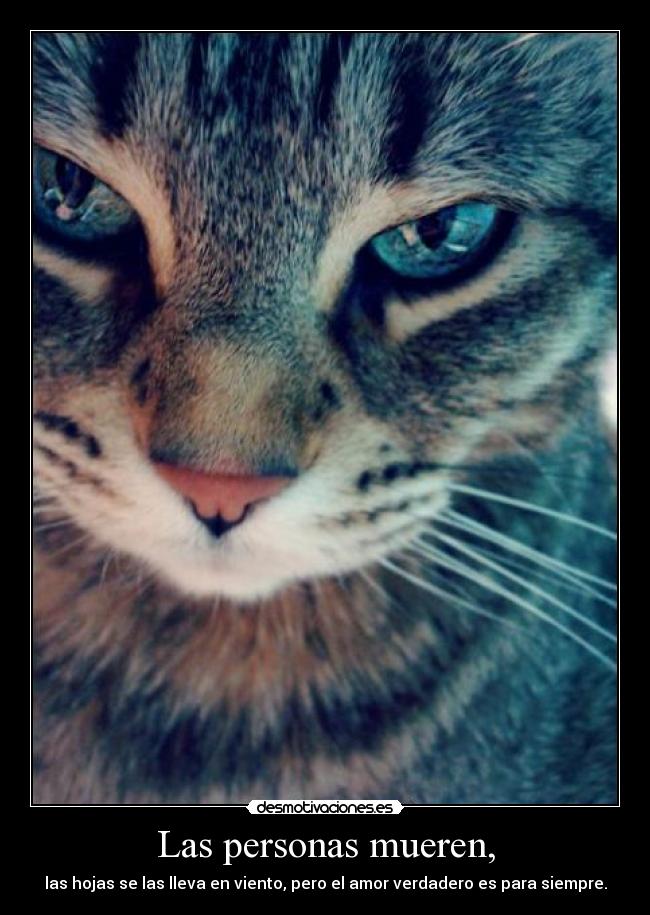 Las personas mueren, - las hojas se las lleva en viento, pero el amor verdadero es para siempre.