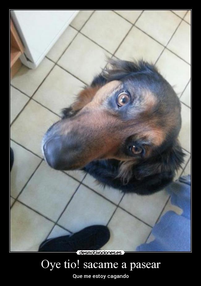 Oye tio! sacame a pasear - Que me estoy cagando
