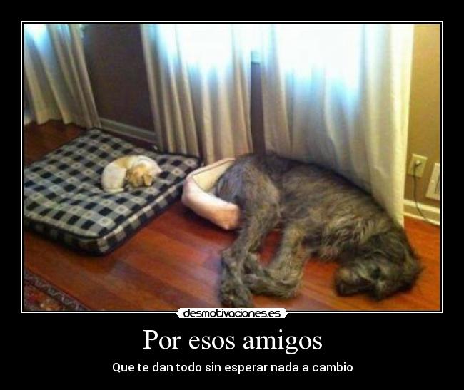 carteles amigos amigos todo desmotivaciones fotos facebook subir perfil desmotivaciones