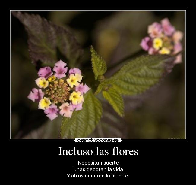 Incluso las flores - 