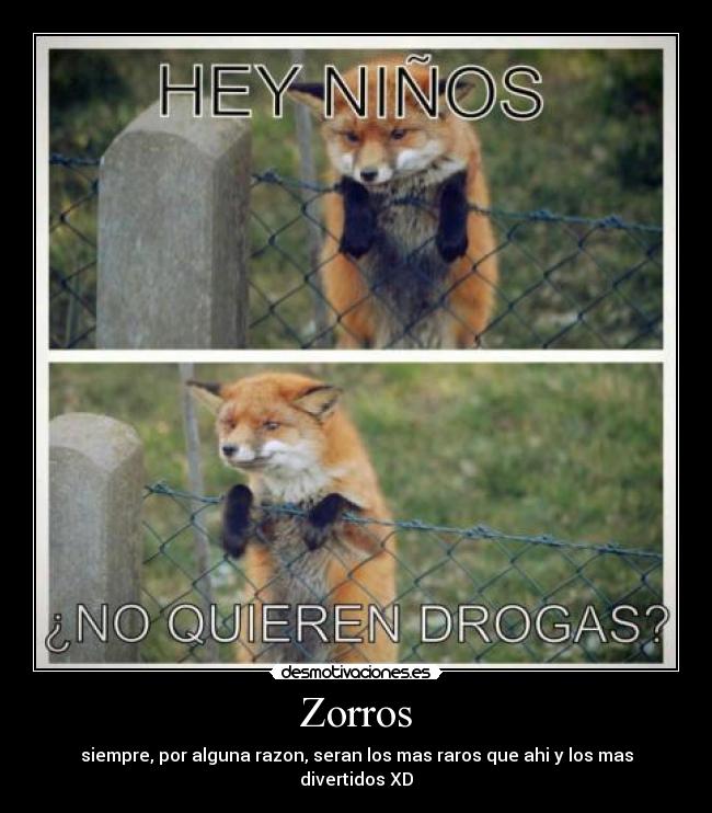 Zorros - siempre, por alguna razon, seran los mas raros que ahi y los mas divertidos XD