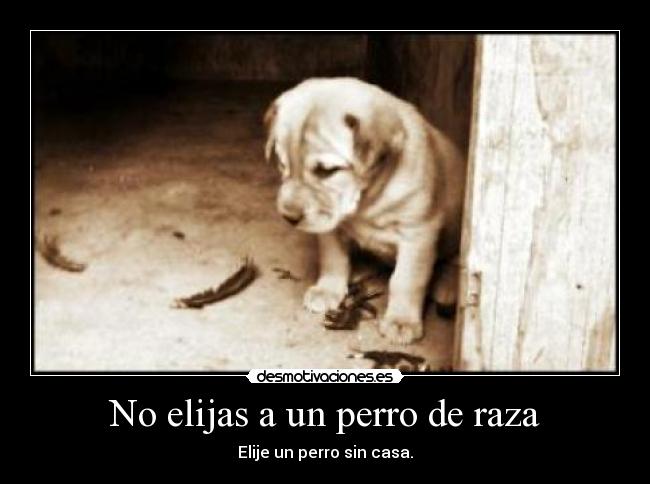 No elijas a un perro de raza - Elije un perro sin casa.