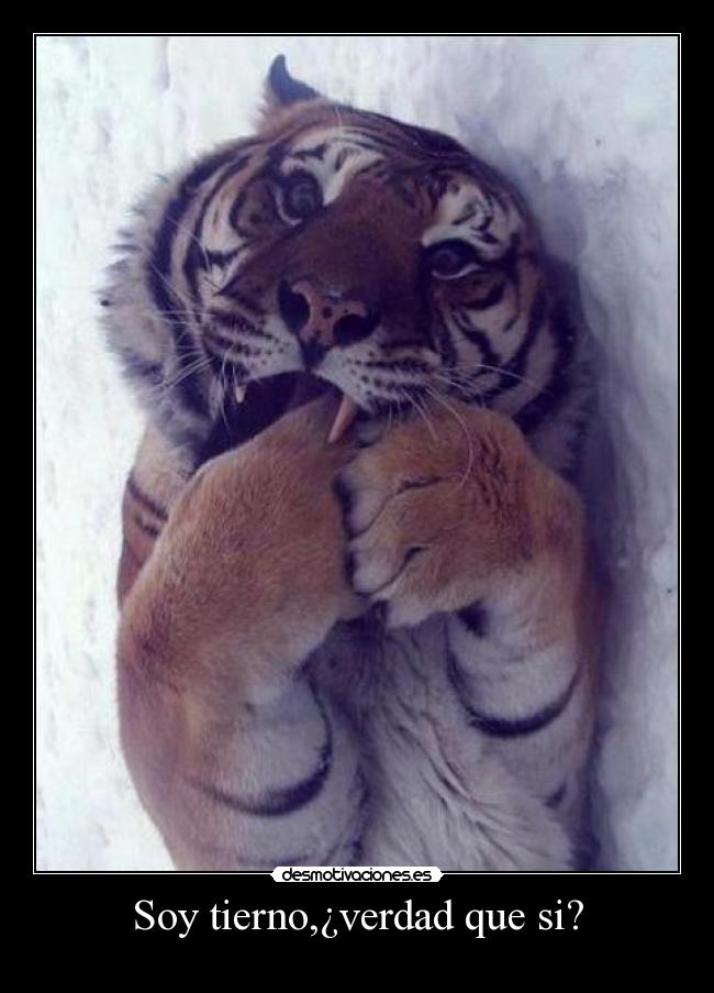 Soy tierno,¿verdad que si? -