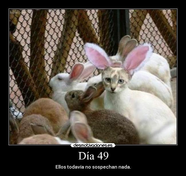 Día 49 -