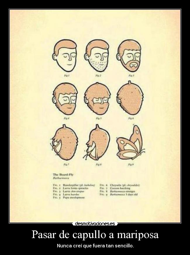 Pasar de capullo a mariposa -