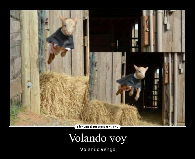 Volando voy - Volando vengo