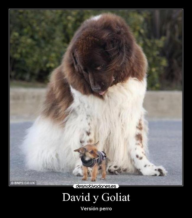 David y Goliat - Versión perro
