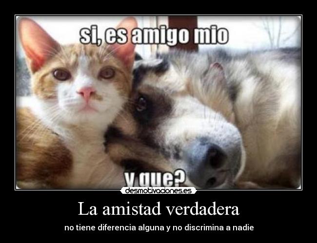 La amistad verdadera - no tiene diferencia alguna y no discrimina a nadie