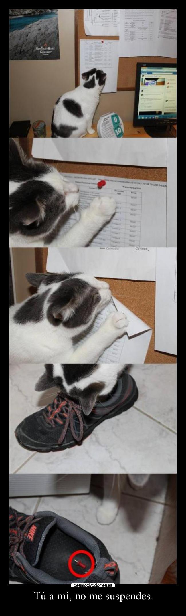 Tú a mi, no me suspendes. -