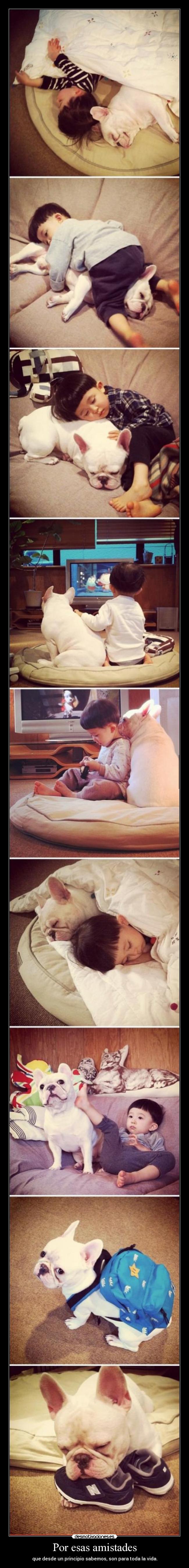 carteles cachorro bebe mejoresamigos mejores amigos desmotivaciones