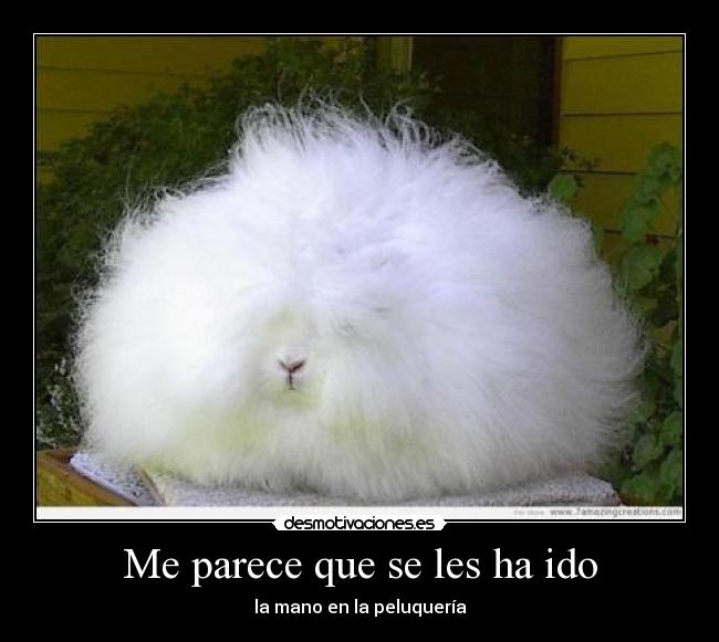 Me parece que se les ha ido - la mano en la peluquería