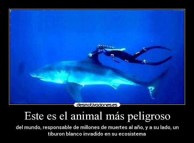 Este es el animal más peligroso -