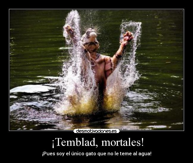 ¡Temblad, mortales! - ¡Pues soy el único gato que no le teme al agua!