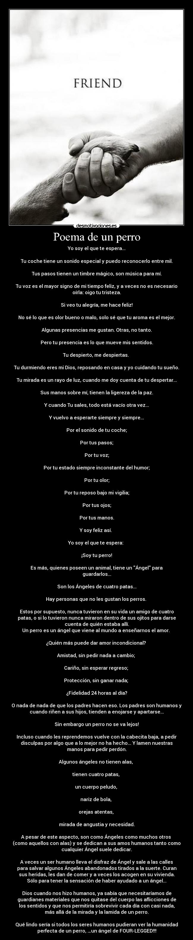 Poema de un perro - Yo soy el que te espera...

Tu coche tiene un sonido especial y puedo reconocerlo entre mil.

Tus pasos tienen un timbre mágico, son música para mí.

Tu voz es el mayor signo de mi tiempo feliz, y a veces no es necesario
oírla: oigo tu tristeza.

Si veo tu alegría, me hace feliz!

No sé lo que es olor bueno o malo, solo sé que tu aroma es el mejor.

Algunas presencias me gustan. Otras, no tanto.

Pero tu presencia es lo que mueve mis sentidos.

Tu despierto, me despiertas. 

Tu durmiendo eres mi Dios, reposando en casa y yo cuidando tu sueño.

Tu mirada es un rayo de luz, cuando me doy cuenta de tu despertar...

Sus manos sobre mí, tienen la ligereza de la paz.

Y cuando Tu sales, todo está vacío otra vez...

Y vuelvo a esperarte siempre y siempre...

Por el sonido de tu coche;

Por tus pasos;

Por tu voz;

Por tu estado siempre inconstante del humor;

Por tu olor;

Por tu reposo bajo mi vigilia;

Por tus ojos;

Por tus manos.

Y soy feliz así. 

Yo soy el que te espera: 

¡Soy tu perro!

Es más, quienes poseen un animal, tiene un Ángel para
guardarlos...

Son los Ángeles de cuatro patas...

Hay personas que no les gustan los perros. 

Estos por supuesto, nunca tuvieron en su vida un amigo de cuatro
patas, o si lo tuvieron nunca miraron dentro de sus ojitos para darse
cuenta de quién estaba allí.
Un perro es un ángel que viene al mundo a enseñarnos el amor. 

¿Quién más puede dar amor incondicional? 

Amistad, sin pedir nada a cambio; 

Cariño, sin esperar regreso; 

Protección, sin ganar nada; 

¿Fidelidad 24 horas al día?

O nada de nada de que los padres hacen eso. Los padres son humanos y
cuando riñen a sus hijos, tienden a enojarse y apartarse...

Sin embargo un perro no se va lejos!

Incluso cuando les reprendemos vuelve con la cabecita baja, a pedir
disculpas por algo que a lo mejor no ha hecho... Y lamen nuestras
manos para pedir perdón.

Algunos ángeles no tienen alas, 

tienen cuatro patas, 

un cuerpo peludo, 

nariz de bola, 

orejas atentas, 

mirada de angustia y necesidad.

A pesar de este aspecto, son como Ángeles como muchos otros 
(como aquellos con alas) y se dedican a sus amos humanos tanto como
cualquier Ángel suele dedicar.

A veces un ser humano lleva el disfraz de Ángel y sale a las calles
para salvar algunos Ángeles abandonados tirados a la suerte. Curan
sus heridas, les dan de comer y a veces los acogen en su vivienda.
Sólo para tener la sensación de haber ayudado a un ángel...

Dios cuando nos hizo humanos, ya sabía que necesitaríamos de
guardianes materiales que nos quitase del cuerpo las aflicciones de
los sentidos y que nos permitiría sobrevivir cada día con casi nada,
más allá de la mirada y la lamida de un perro.

Qué lindo sería si todos los seres humanos pudieran ver la humanidad
perfecta de un perro, …un ángel de FOUR-LEGGED!!!