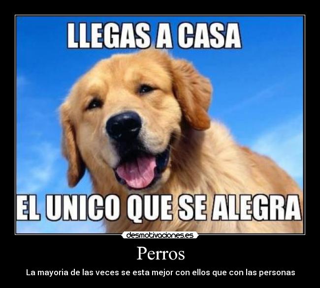 Perros - La mayoria de las veces se esta mejor con ellos que con las personas