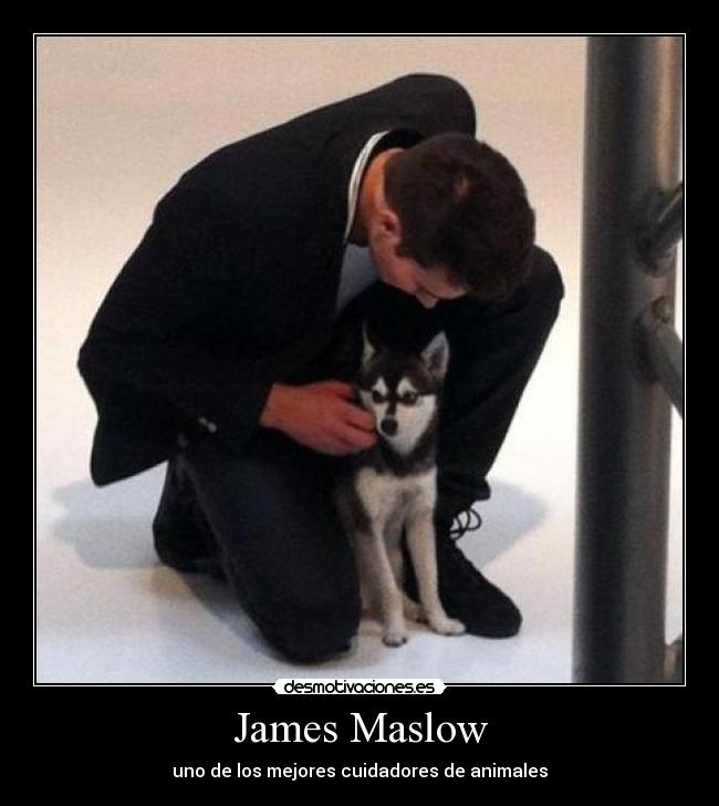 carteles jamesmaslow foxmaslow fox tierno aww desmotivaciones