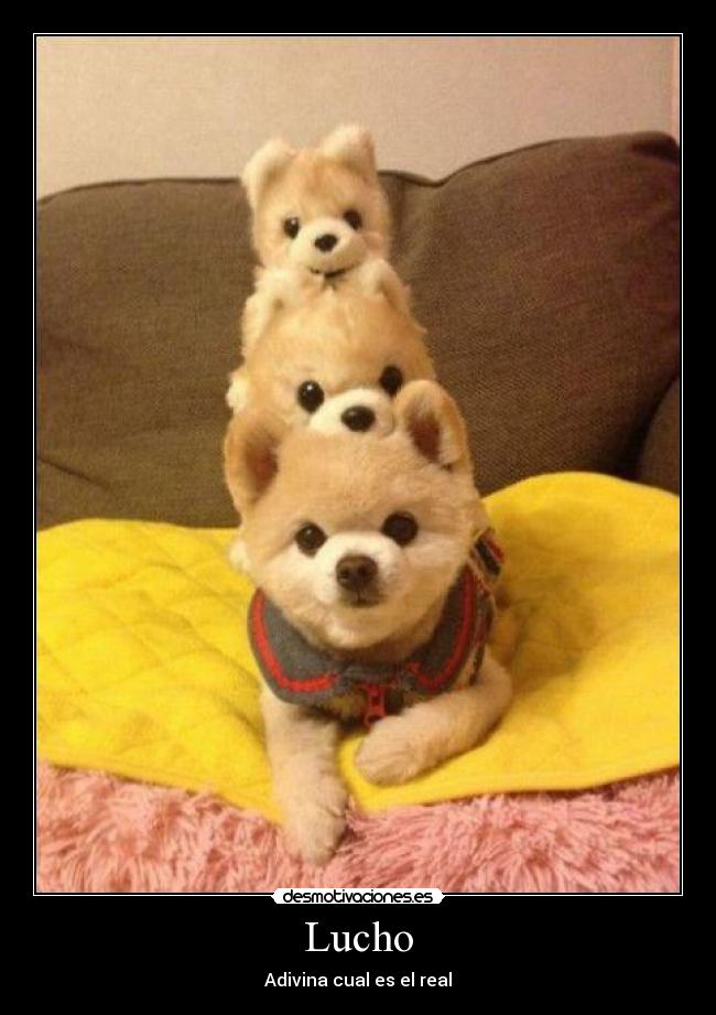 Lucho - Adivina cual es el real
