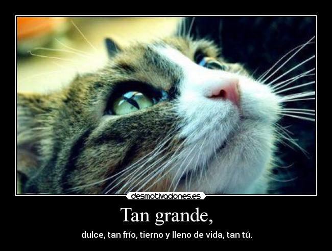 Tan grande, - dulce, tan frío, tierno y lleno de vida, tan tú.