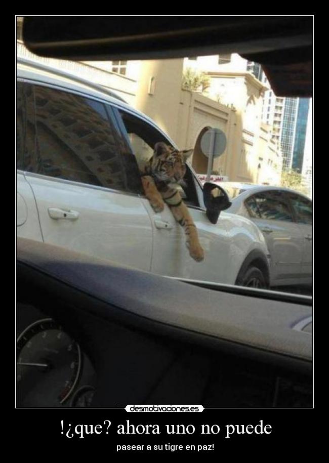 !¿que? ahora uno no puede - pasear a su tigre en paz!
