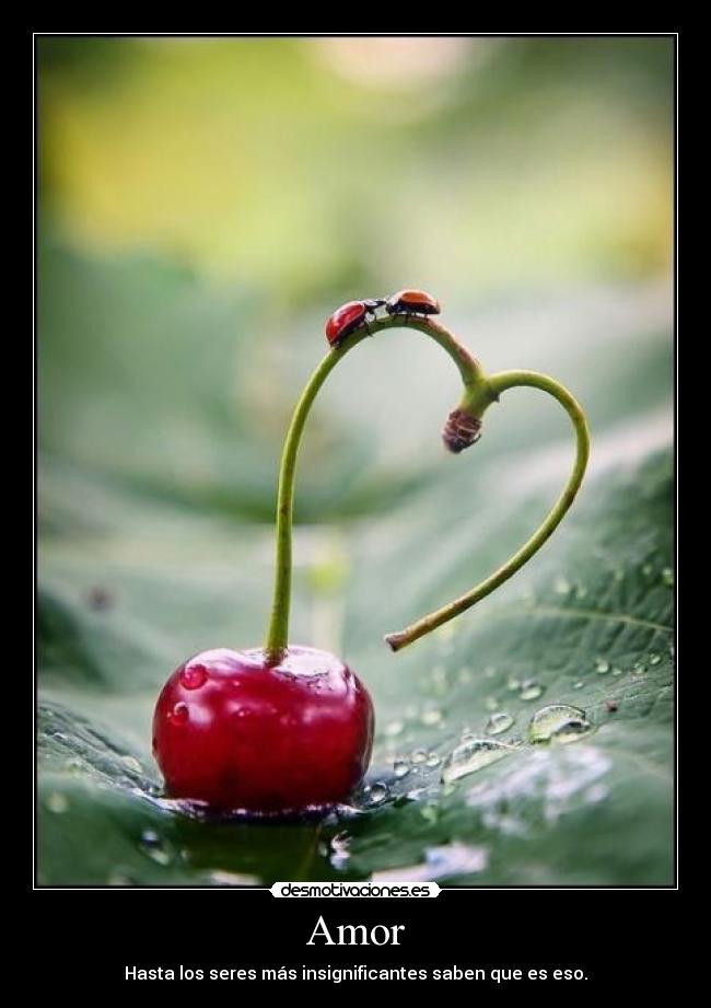 Amor - Hasta los seres más insignificantes saben que es eso.