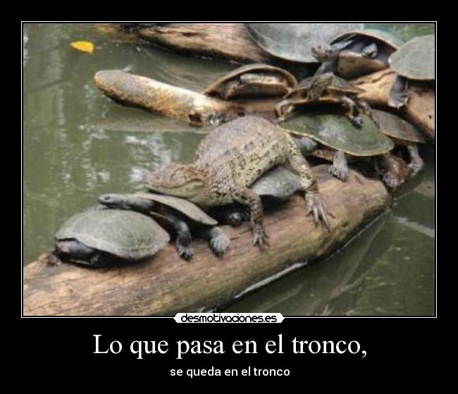 Lo que pasa en el tronco, - se queda en el tronco